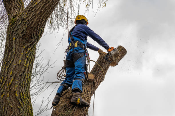 Emergency Storm Tree Removal in Jackson, SC